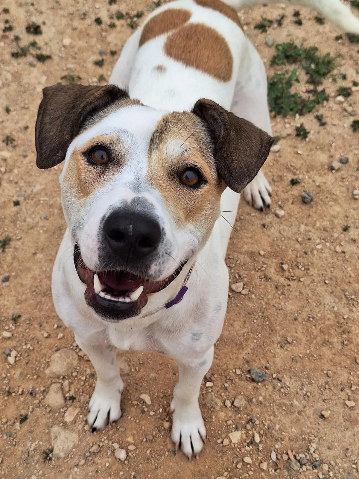 Pepa, female young Mixed Breed for adoption at APADAC — Protectora de Animales