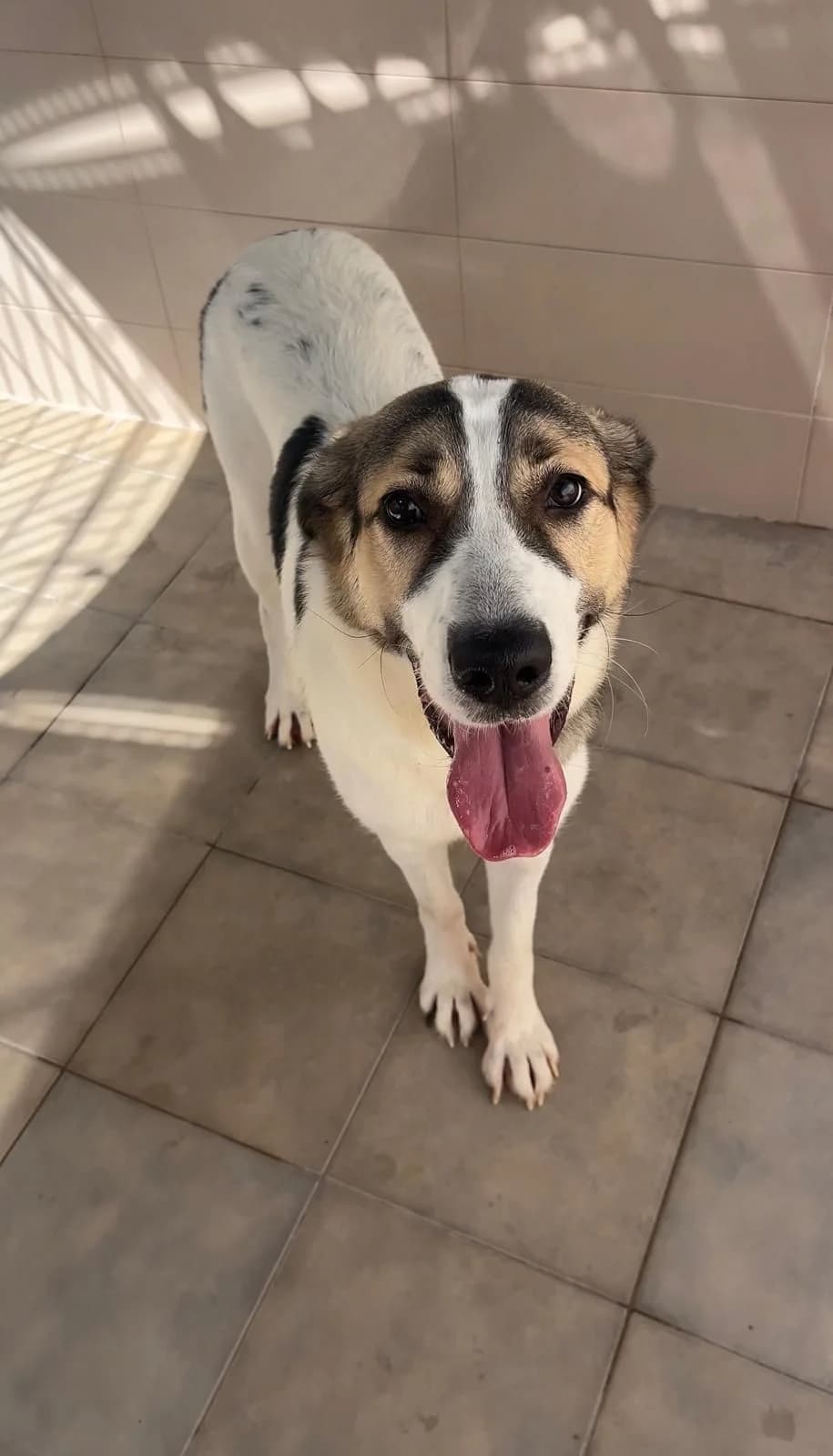 Prada, female young Spanish Mastiff for adoption at APADAC — Protectora de Animales