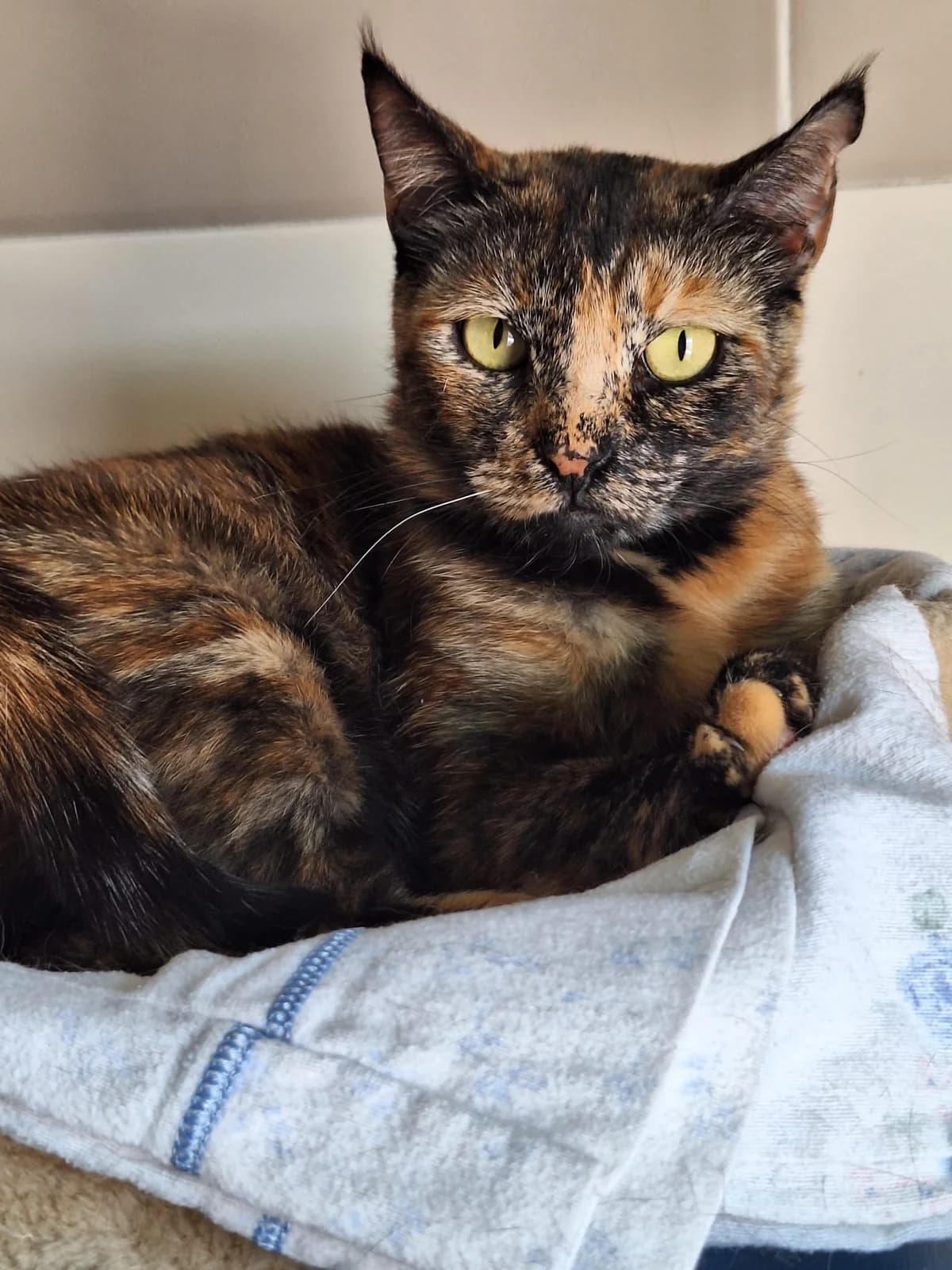 Preya, female 6yo mixed breed for adoption at APADAC — Protectora de Animales