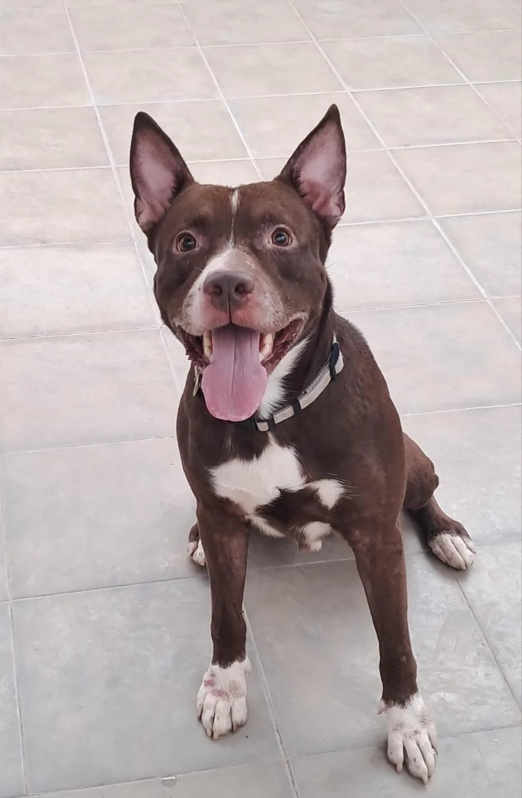 Rey, male 5yo Mixed Breed for adoption at APADAC — Protectora de Animales