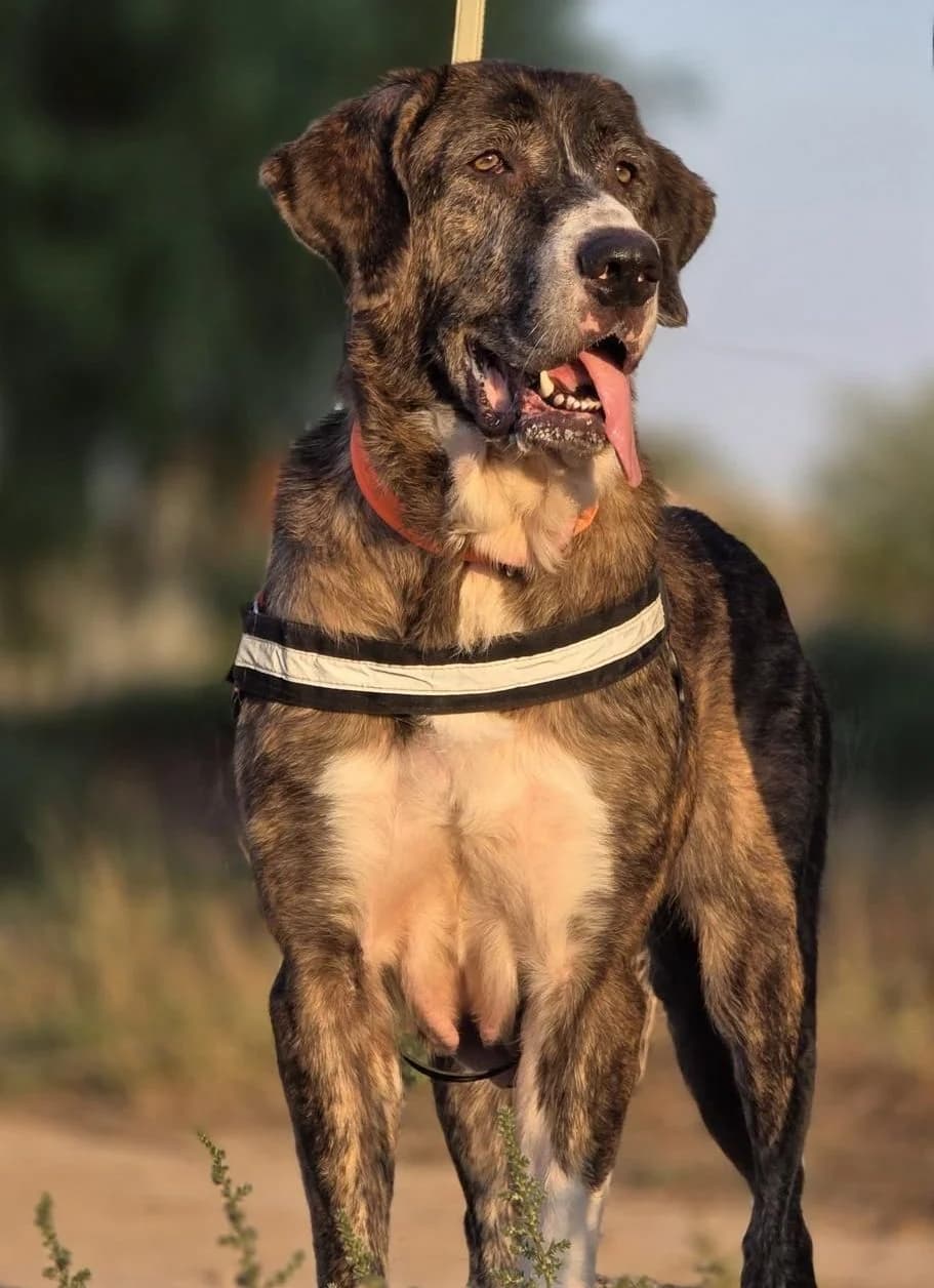 Sopa, female young Spanish Mastiff for adoption at APADAC — Protectora de Animales