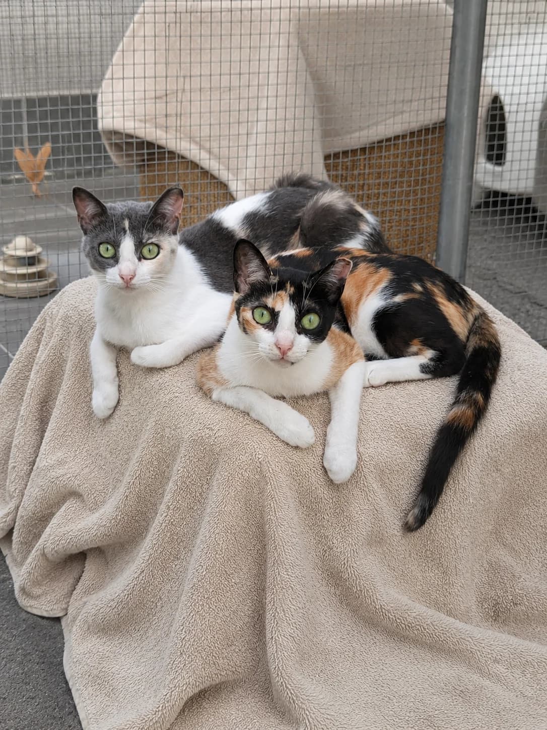 Thelma y Louise, female young mixed breed for adoption at APADAC — Protectora de Animales