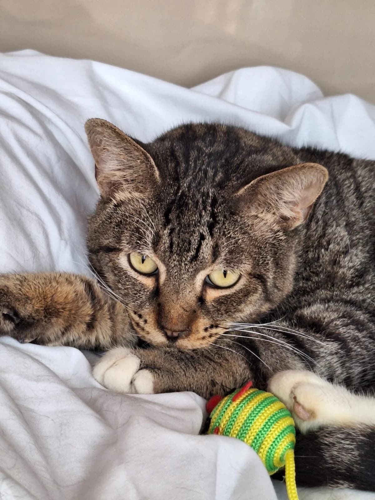 Tiburón Brie, male young European Shorthair for adoption at APADAC — Protectora de Animales