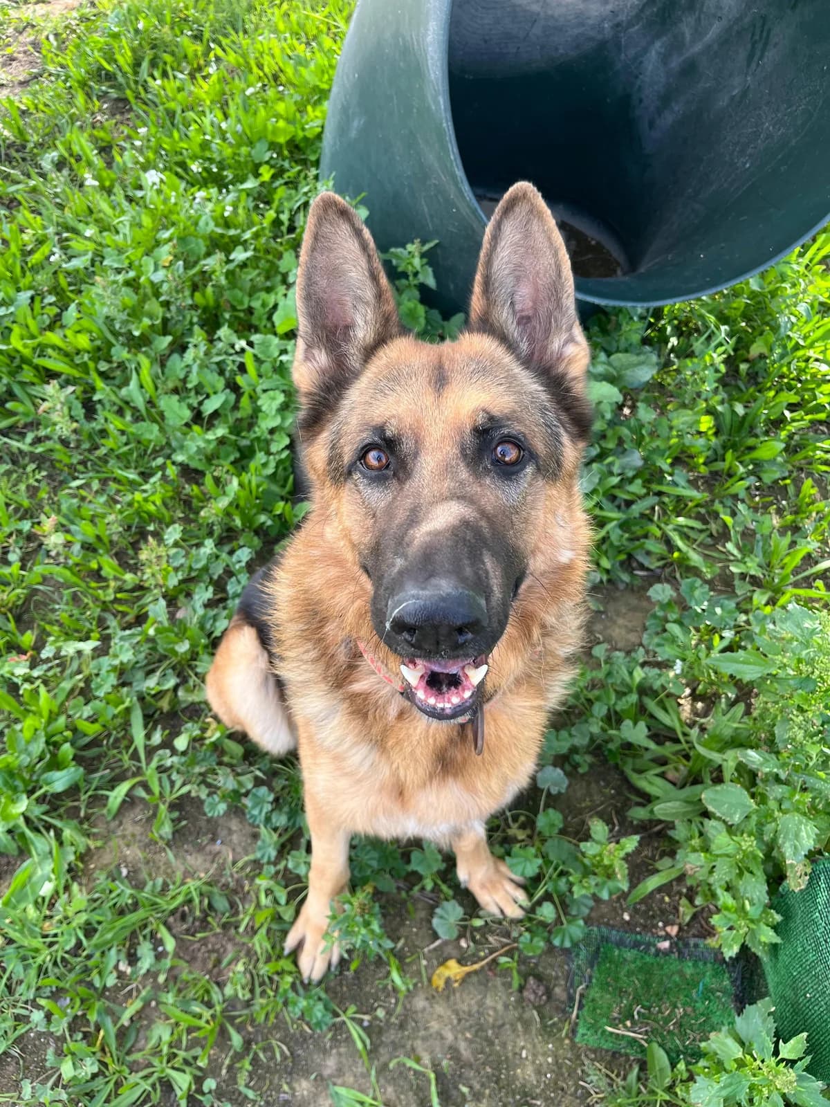 Zero, male 3yo German Shepherd for adoption at APADAC — Protectora de Animales