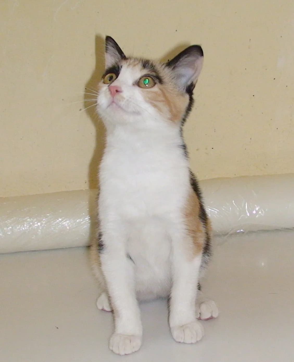 Gateta de dos mesos en adopció, female Mixed Breed for adoption at Protectora Artesa de Lleida