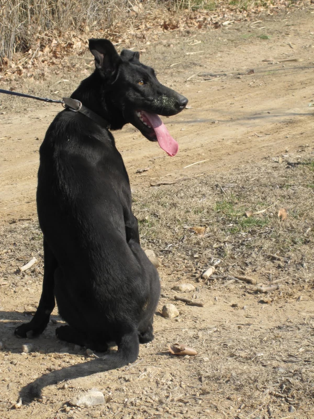ALGUNS GOSSETS DEL REFUGI EN ADOPCIÓ, male Mixed Breed for adoption at Protectora Artesa de Lleida