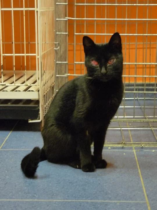 S.O.S, female Mixed Breed for adoption at Protectora Artesa de Lleida