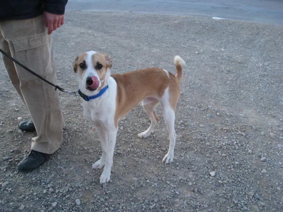 TERRY, male Mixed Breed for adoption at Protectora Artesa de Lleida