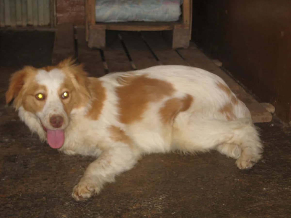 dos nous gossets en ADOPCIÓ, Mixed Breed for adoption at Protectora Artesa de Lleida