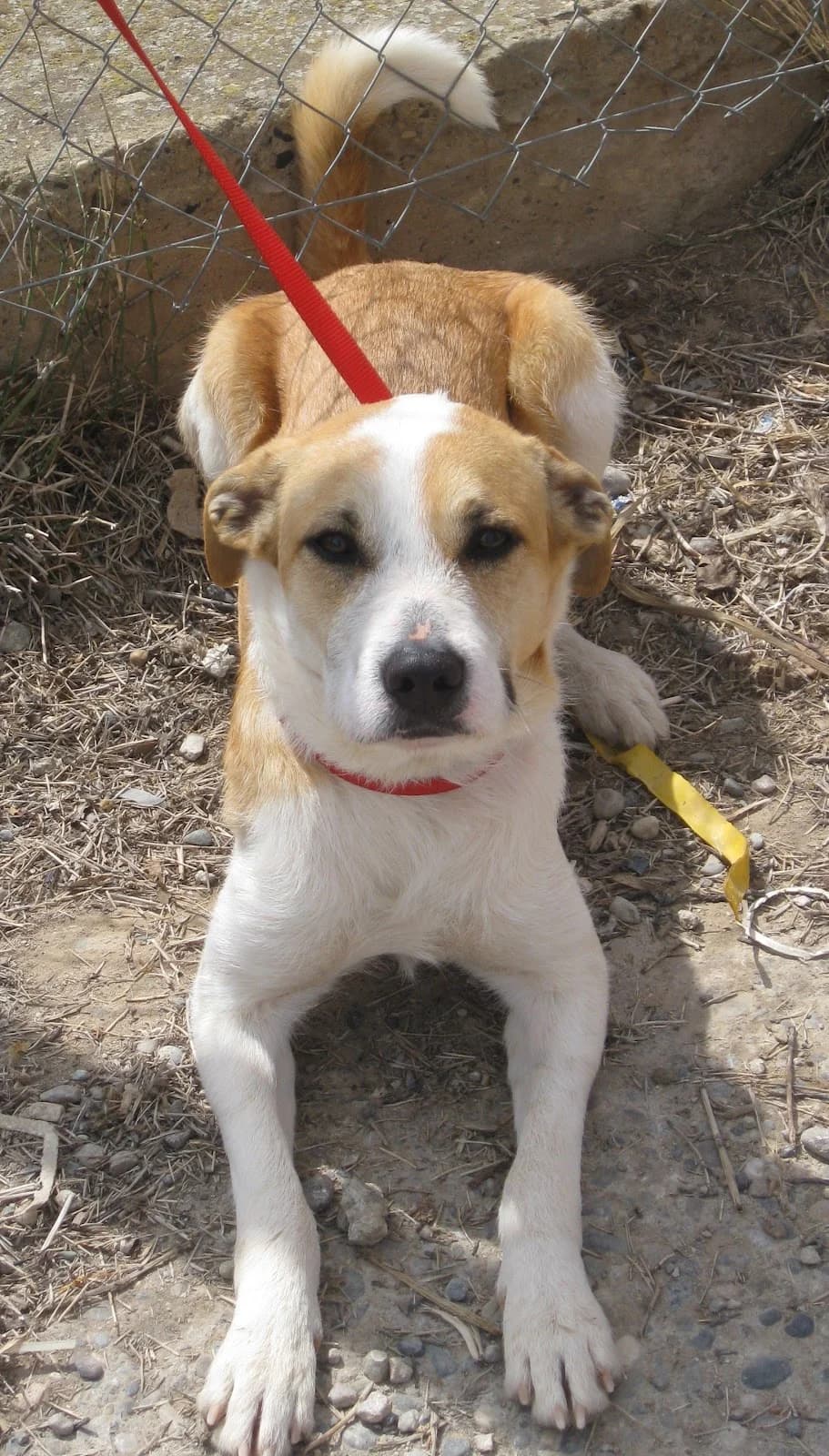 TERRY, anhela una segona oportunitat, male Mixed Breed for adoption at Protectora Artesa de Lleida
