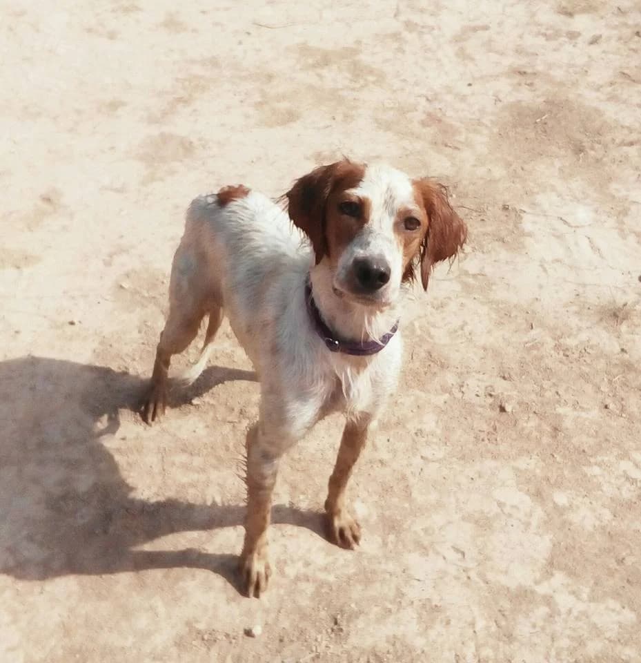 BRETA, female Mixed Breed for adoption at Protectora Artesa de Lleida