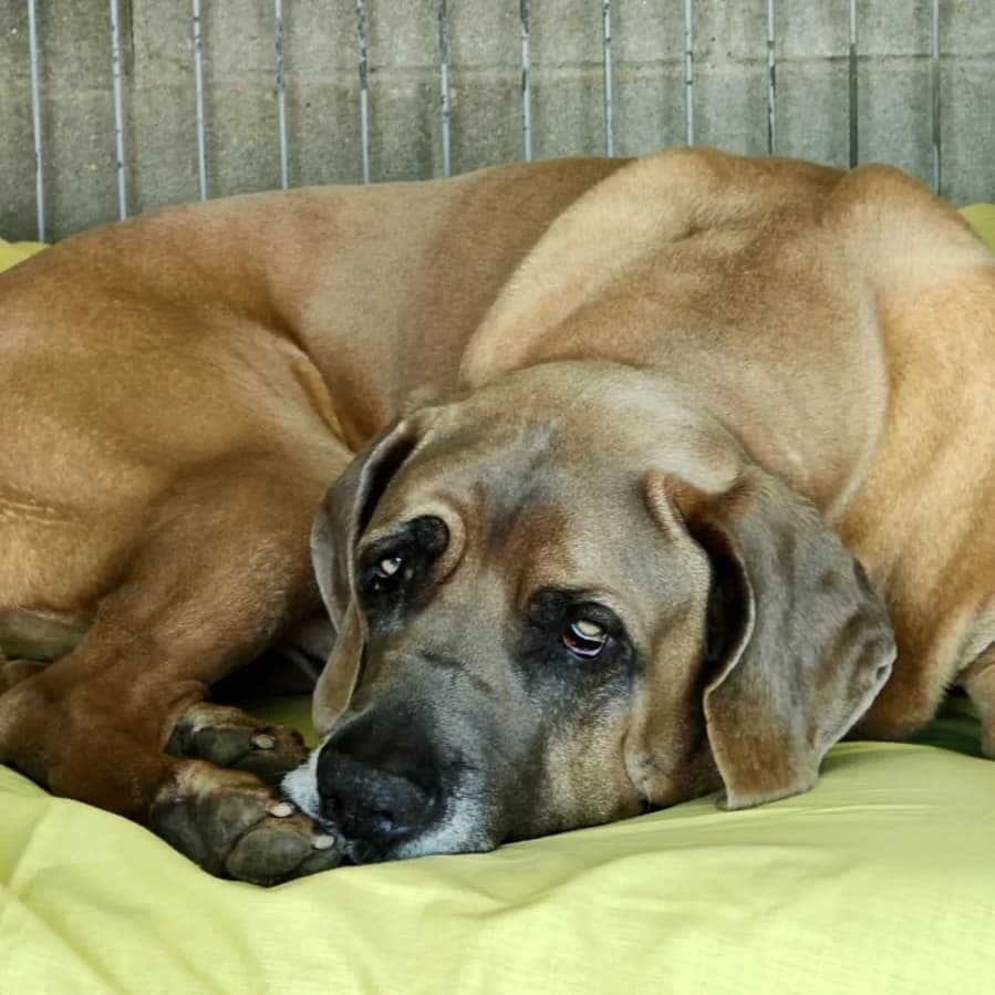 Goliath, Mixed Breed for adoption at Barcelona), Protectora Bcn