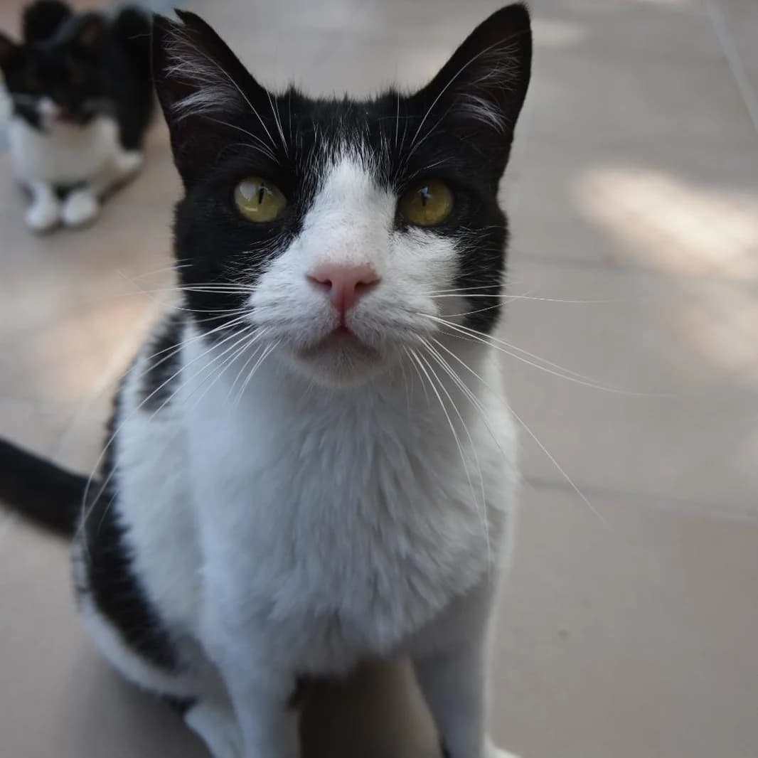Isis, female Mixed Breed for adoption at Protectora Barcelona, Barcelona