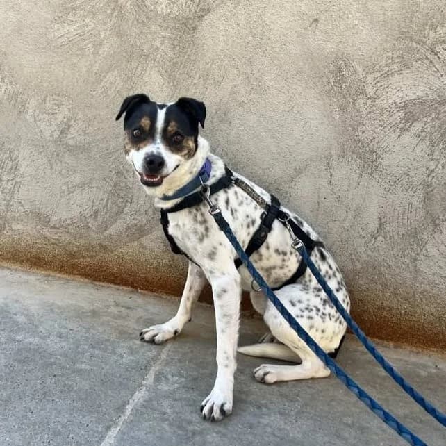 Bertita, female Mixed Breed for adoption at Protectora Barcelona, Barcelona