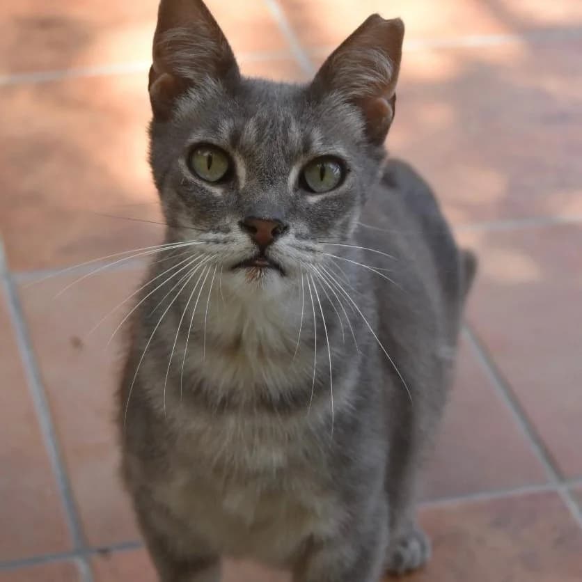 Aerys, male 4yo Mixed Breed for adoption at Protectora Barcelona, Barcelona