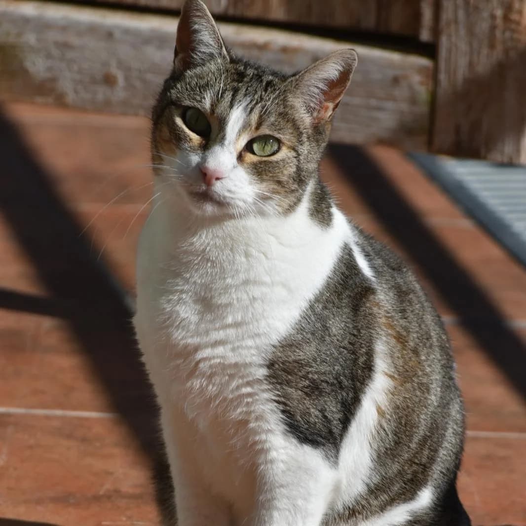 Lusi, Mixed Breed for adoption at Barcelona), Protectora Bcn