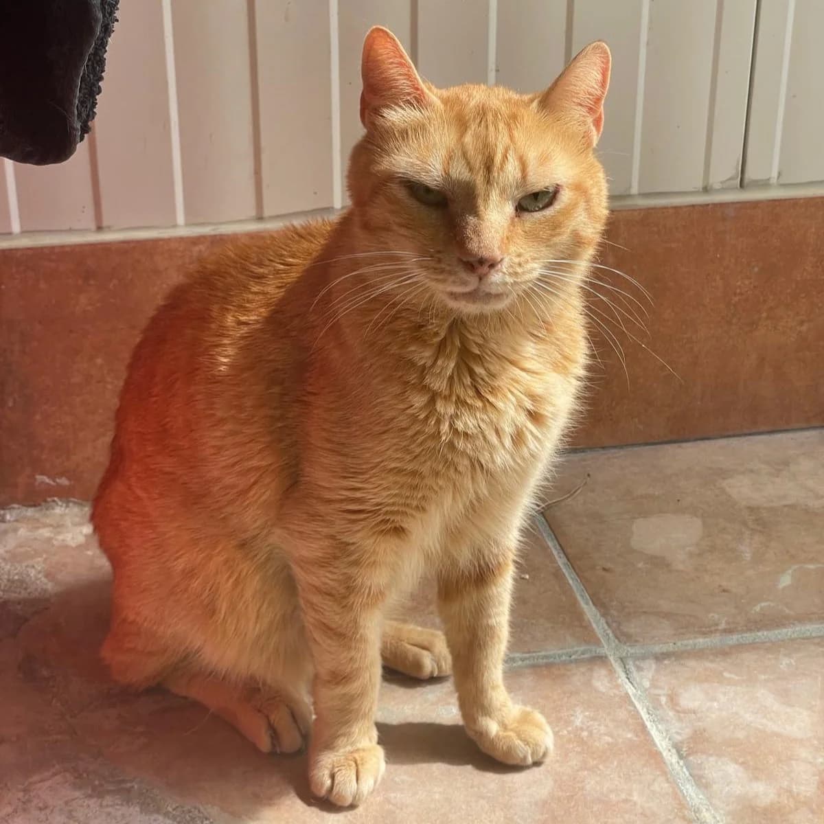 Jacuzzi, 3yo Mixed Breed for adoption at Barcelona), Protectora Bcn