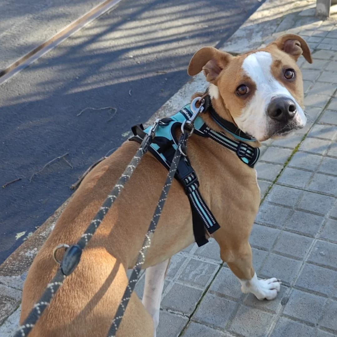 Eros, puppy Mixed Breed for adoption at Barcelona), Protectora Bcn