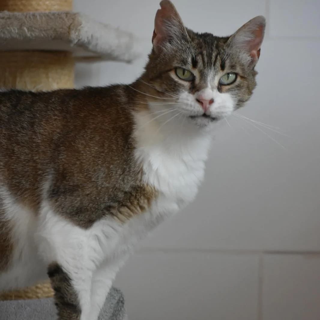 Sara, senior Mixed Breed for adoption at Barcelona), Protectora Bcn