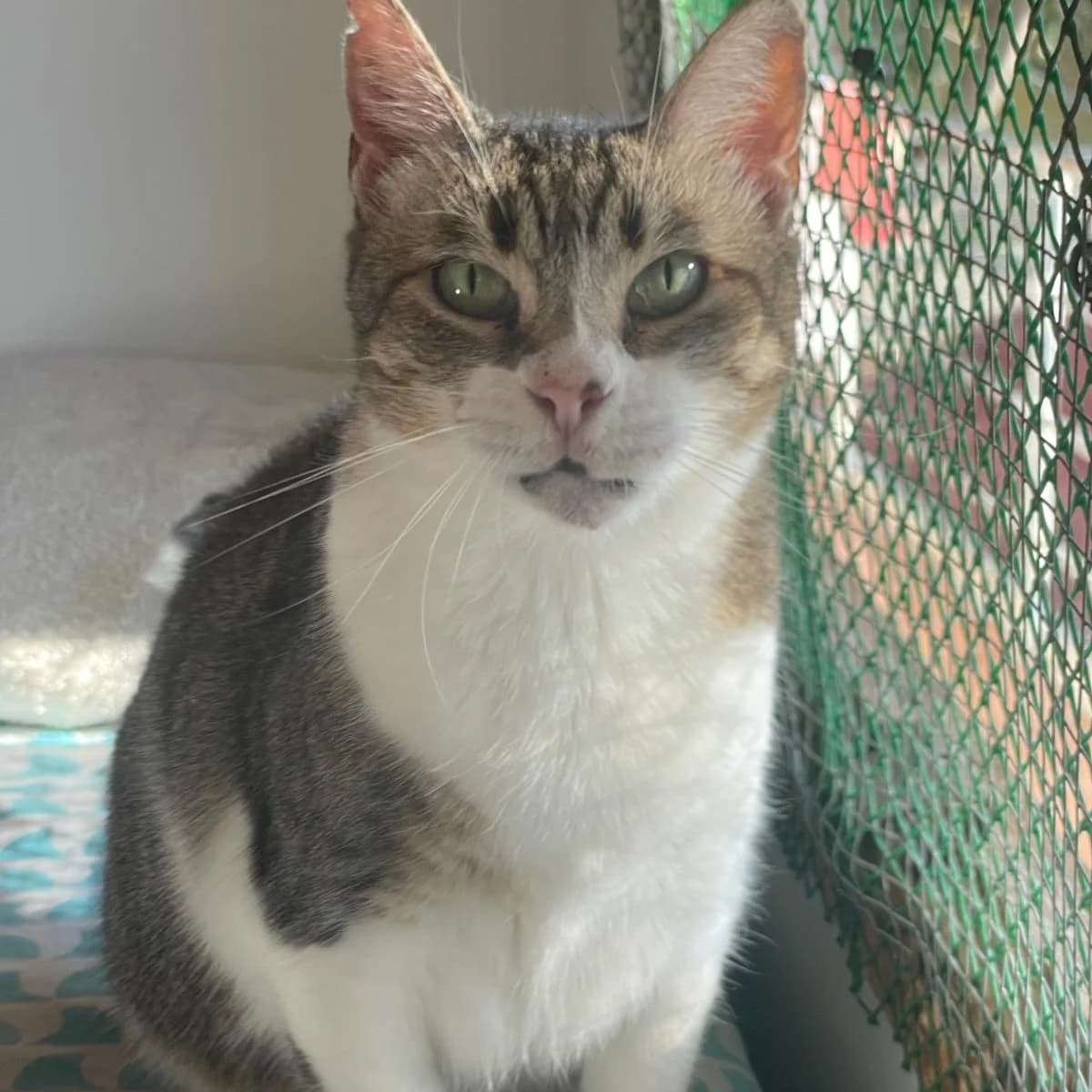 Sara, senior Mixed Breed for adoption at Barcelona), Protectora Bcn