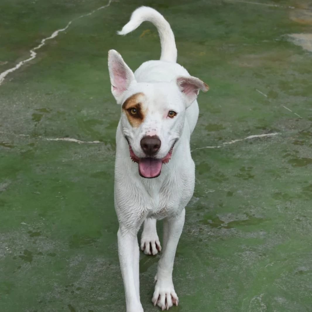 Bowie, puppy Mixed Breed for adoption at Barcelona), Protectora Bcn