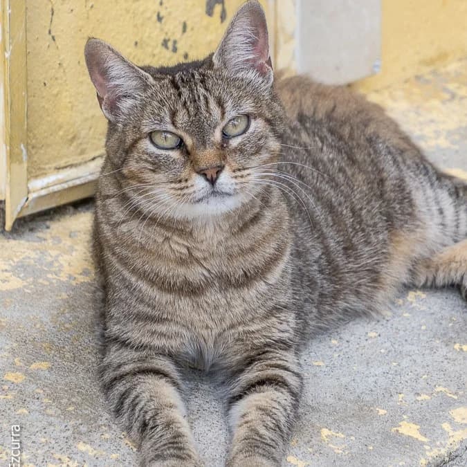 Paulina, 5yo Mixed Breed for adoption at Barcelona), Protectora Bcn
