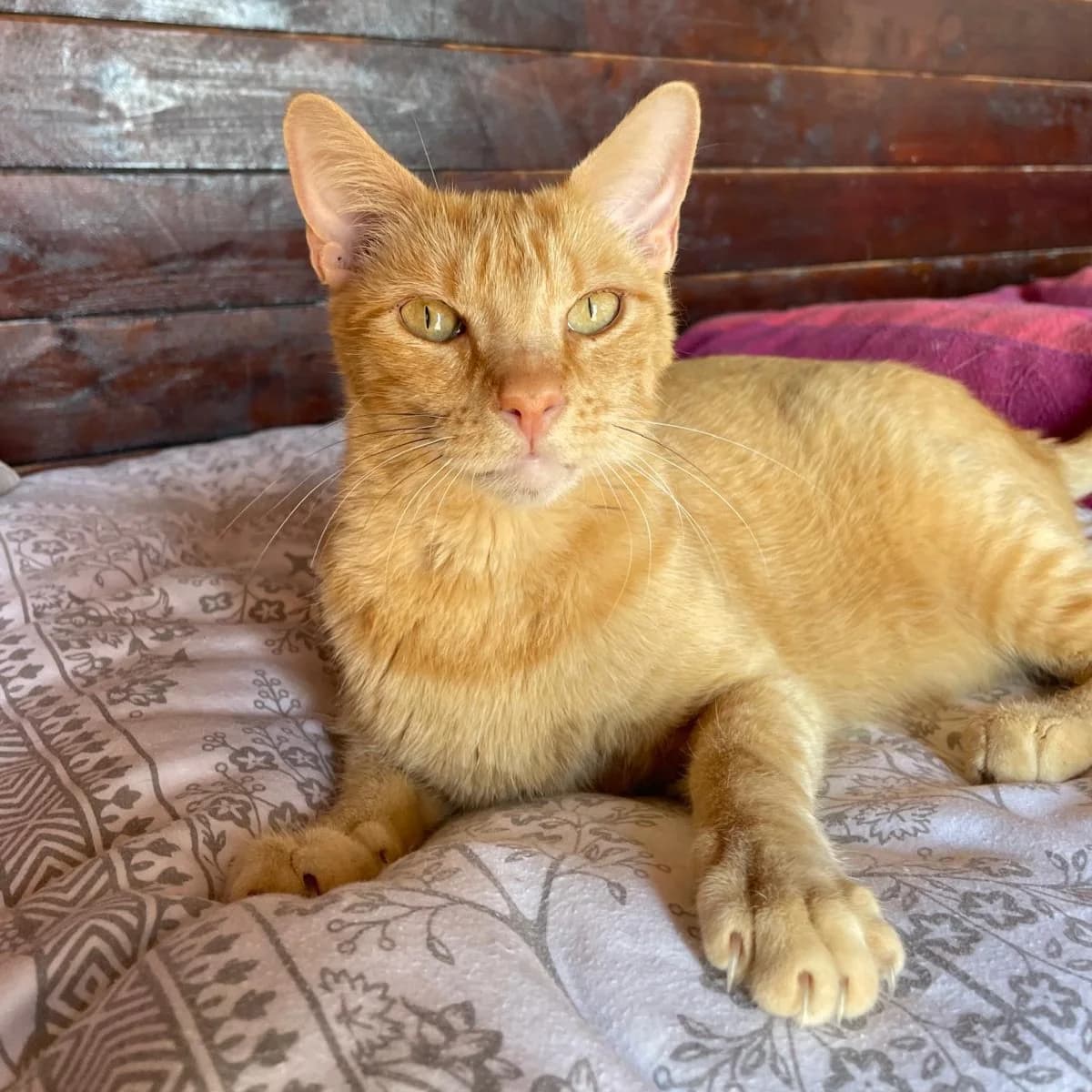 Ray, young Mixed Breed for adoption at Barcelona), Protectora Bcn