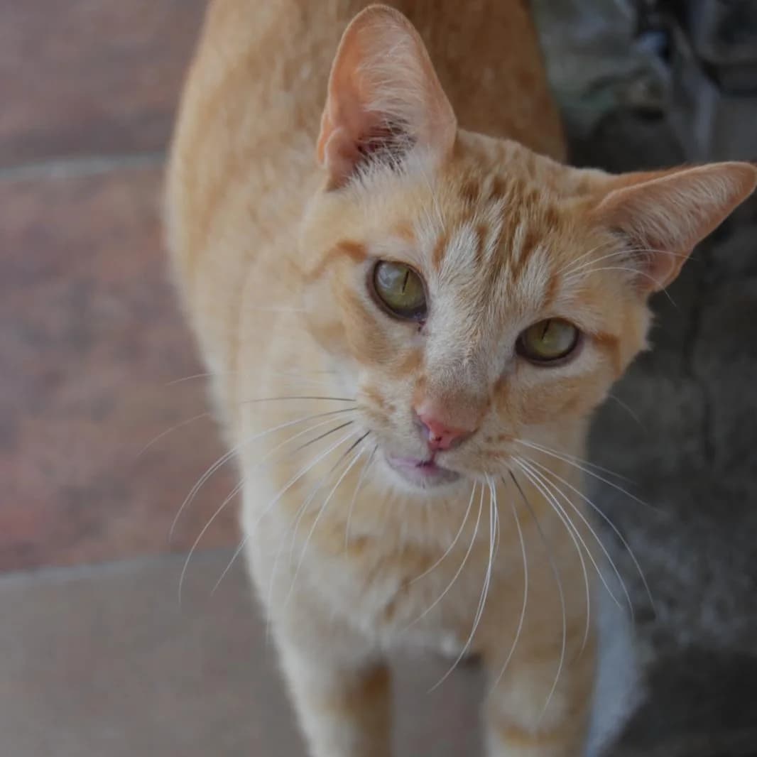 Misifuli, young Mixed Breed for adoption at Barcelona), Protectora Bcn