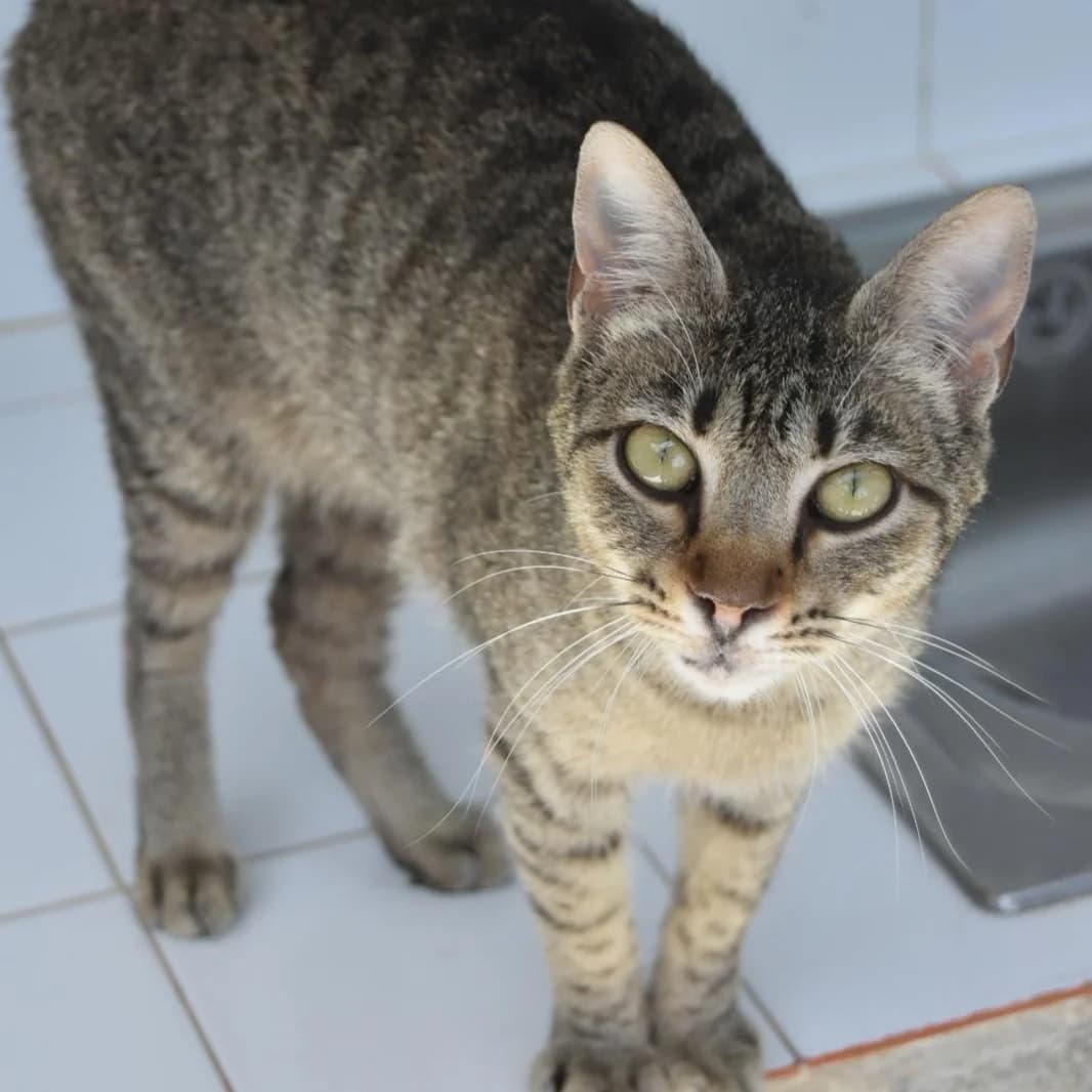 Inda, young Mixed Breed for adoption at Barcelona), Protectora Bcn
