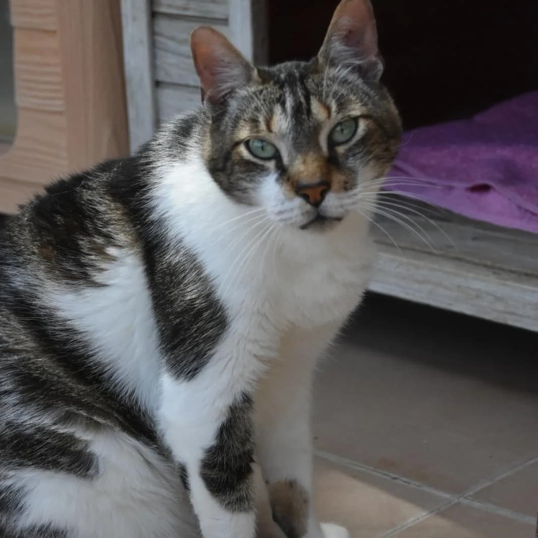 Chuky, senior Mixed Breed for adoption at Barcelona), Protectora Bcn