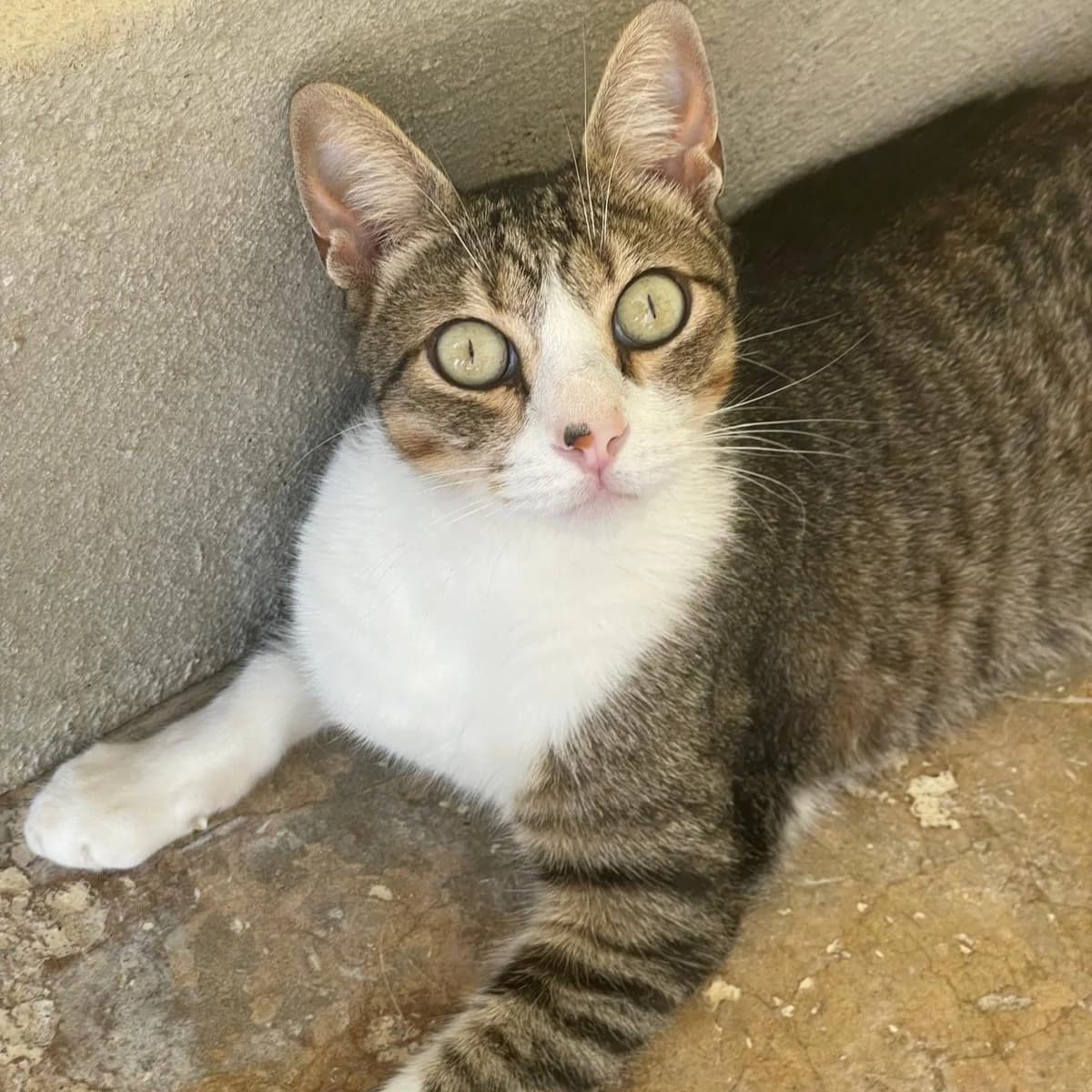 Rodrigo, 5yo Mixed Breed for adoption at Barcelona), Protectora Bcn