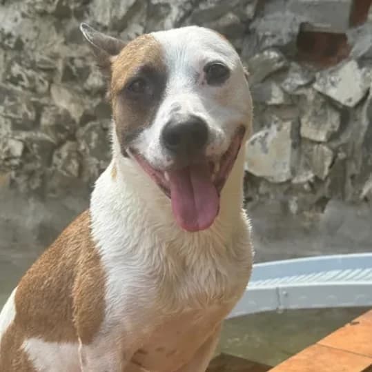 Capri, Mixed Breed for adoption at Barcelona), Protectora Bcn