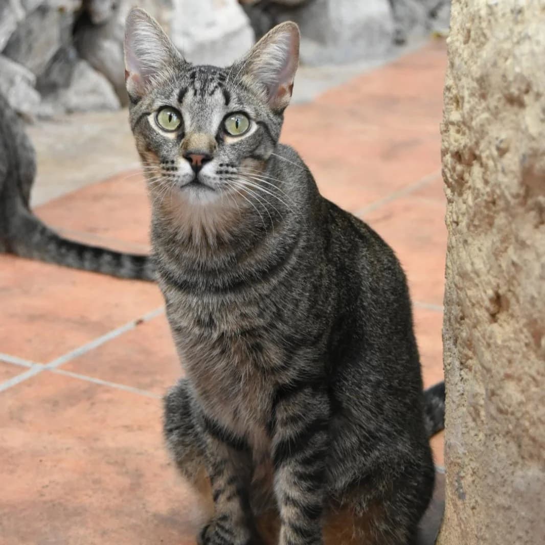 Lowi, young Mixed Breed for adoption at Barcelona), Protectora Bcn
