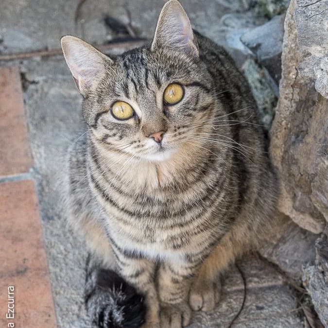 Olga, young Mixed Breed for adoption at Barcelona), Protectora Bcn