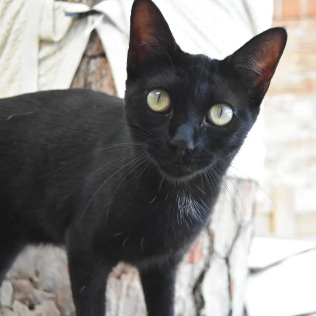 Celia, young Mixed Breed for adoption at Barcelona), Protectora Bcn