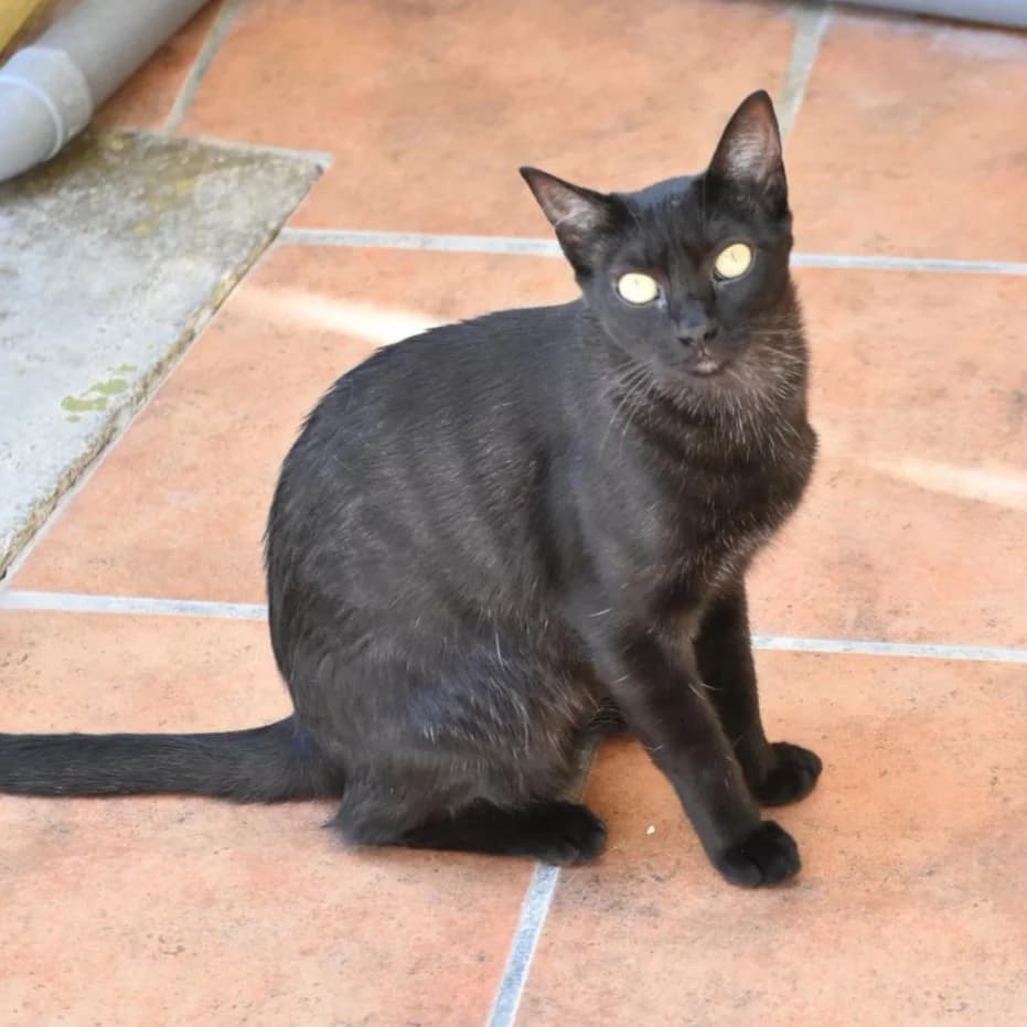 Silvia, puppy Mixed Breed for adoption at Barcelona), Protectora Bcn
