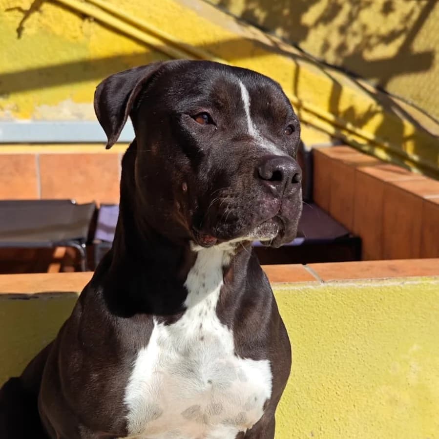 Bully, Mixed Breed for adoption at Barcelona), Protectora Bcn
