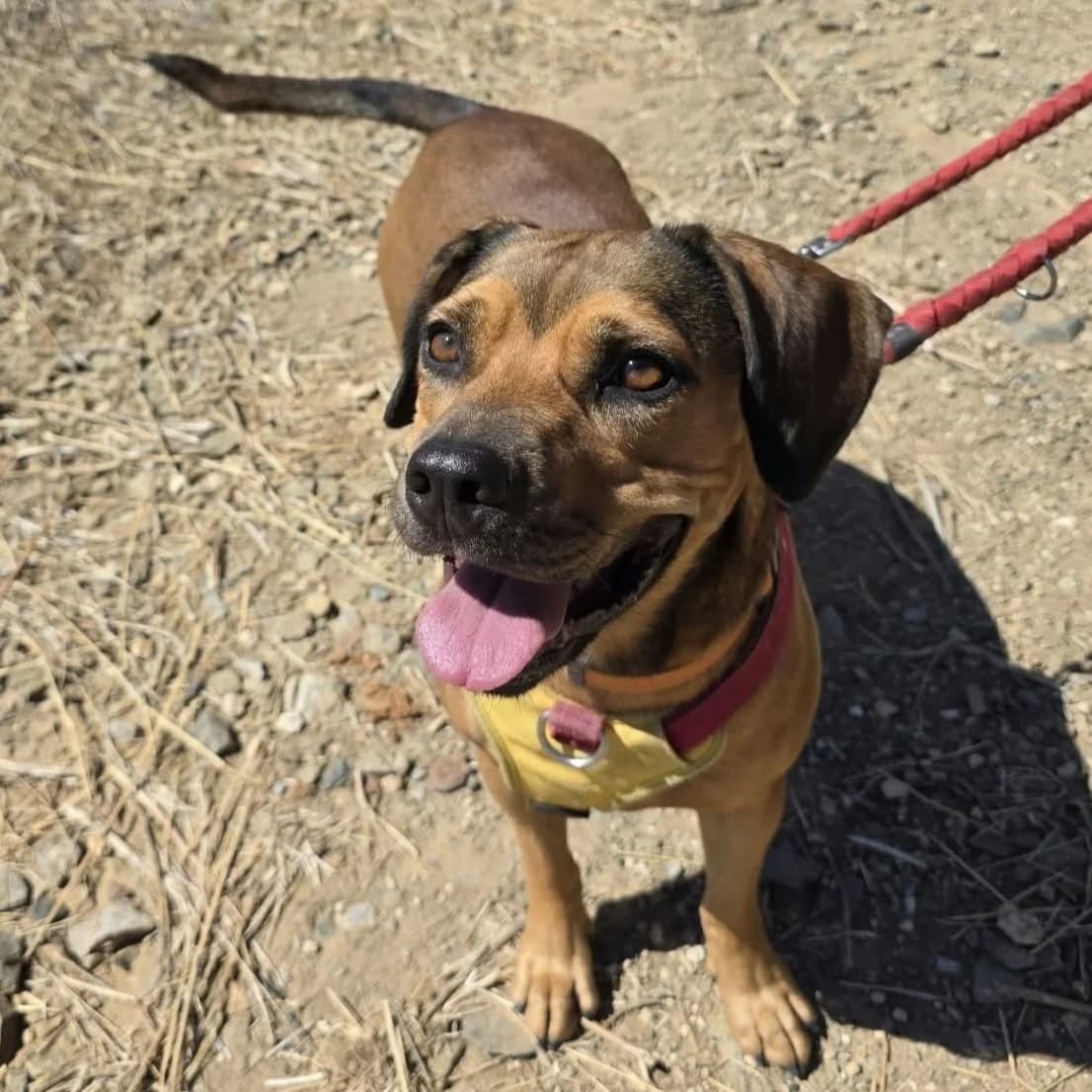 Muñeca, young Mixed Breed for adoption at Barcelona), Protectora Bcn