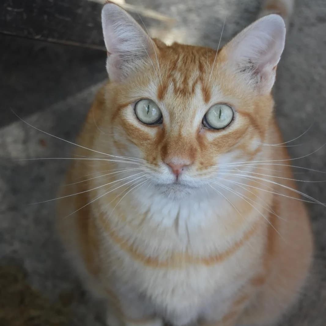 Tigre, 6yo Mixed Breed for adoption at Barcelona), Protectora Bcn