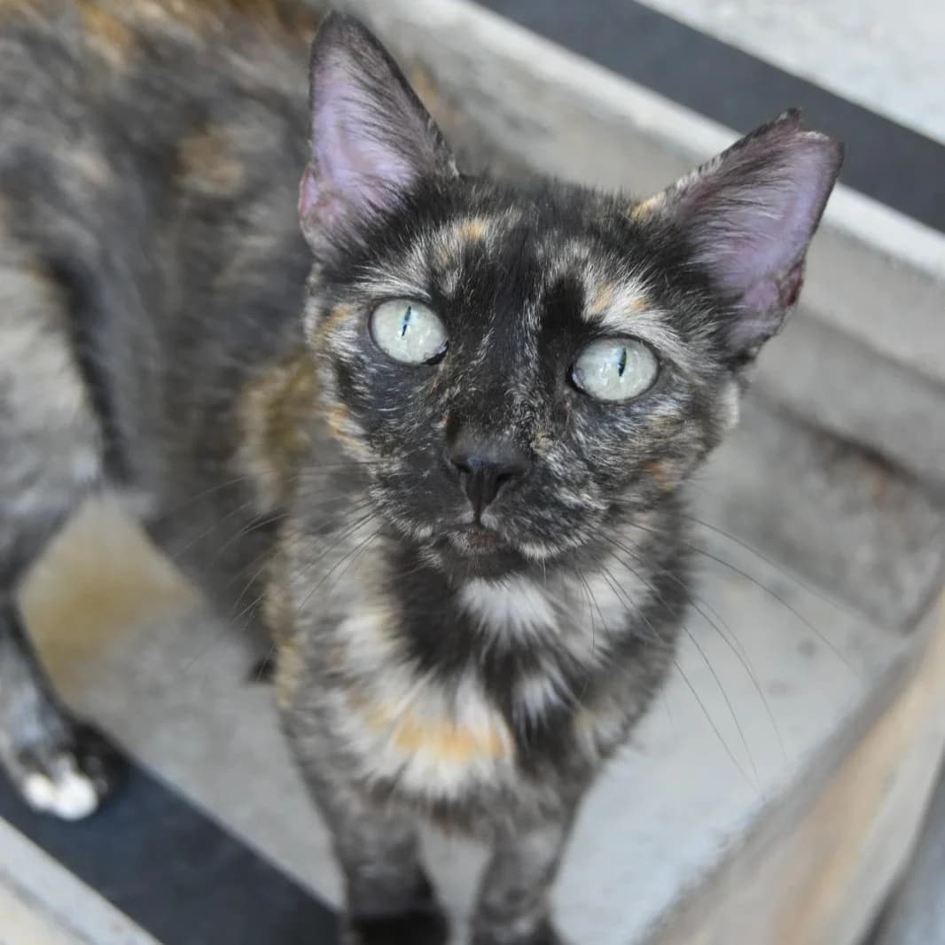 Australia, 5yo Mixed Breed for adoption at Barcelona), Protectora Bcn