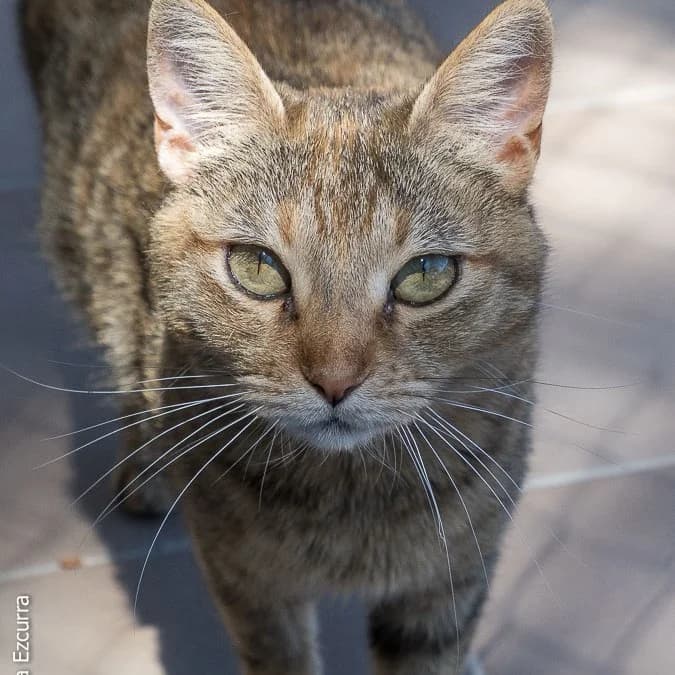Bubbles, senior Mixed Breed for adoption at Barcelona), Protectora Bcn