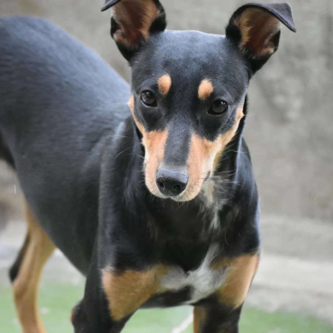 Vidal, Mixed Breed for adoption at Barcelona), Protectora Bcn