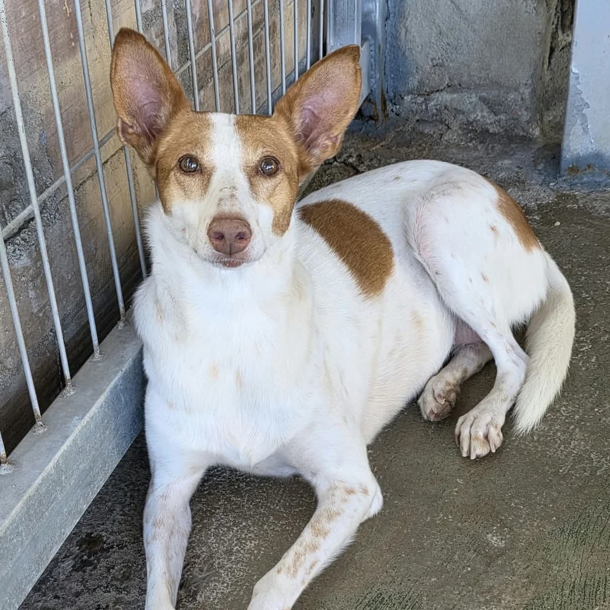 Chata, Mixed Breed for adoption at Barcelona), Protectora Bcn
