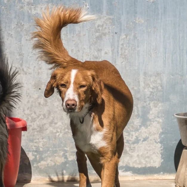 Cañadú, Mixed Breed for adoption at Barcelona), Protectora Bcn