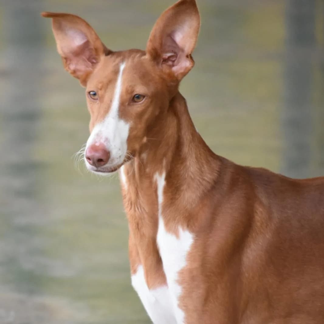 Milo, young Mixed Breed for adoption at Barcelona), Protectora Bcn