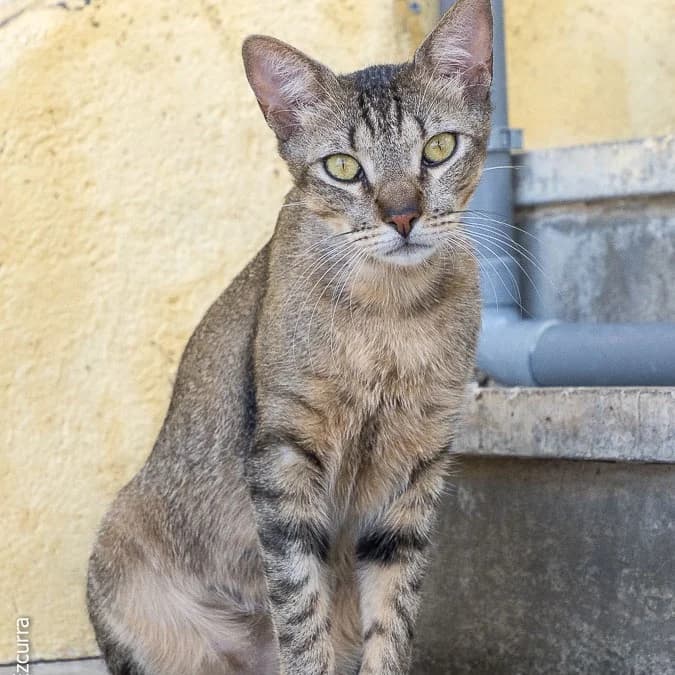 Mushu, young Mixed Breed for adoption at Barcelona), Protectora Bcn