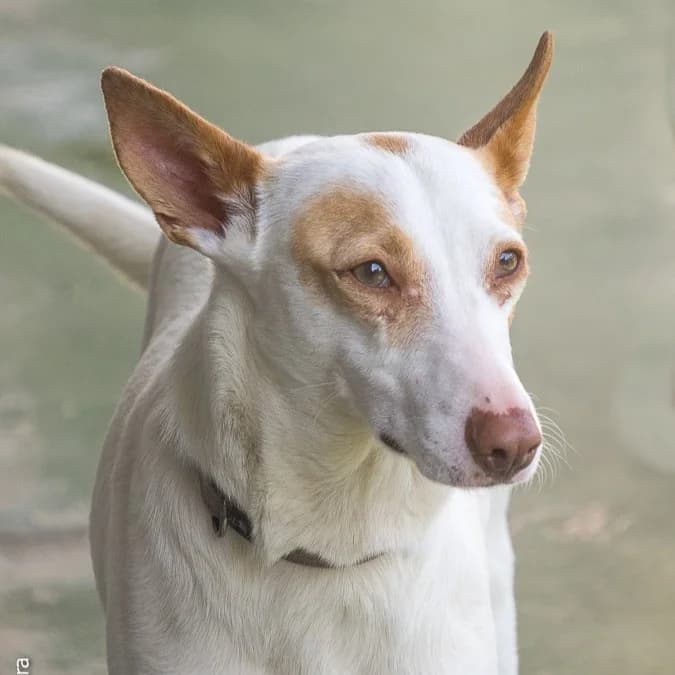 Prada, 3yo Mixed Breed for adoption at Barcelona), Protectora Bcn