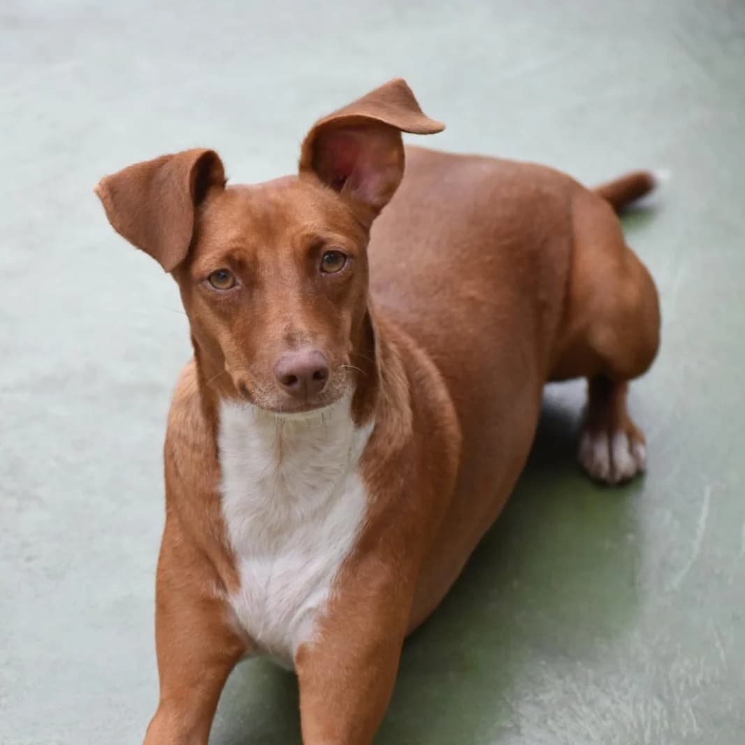 Canela, Mixed Breed for adoption at Barcelona), Protectora Bcn