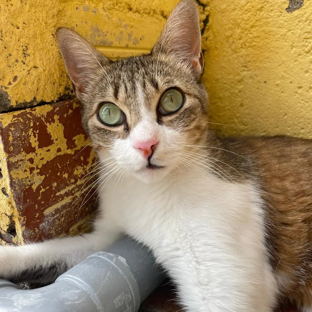 Gordo, 5yo Mixed Breed for adoption at Barcelona), Protectora Bcn