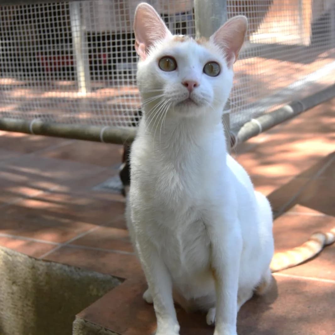 Sabrina, young Mixed Breed for adoption at Barcelona), Protectora Bcn